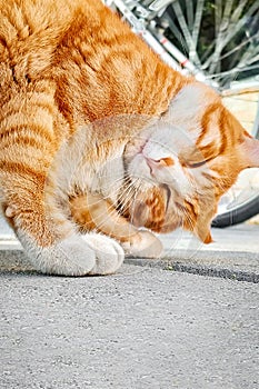 Cute red cat stands in a funny pose with his eyes closed, copy space, vertical frame