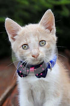 Cute red cat with tie