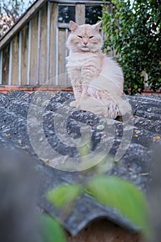 Cute red cat on tiled roof of old house