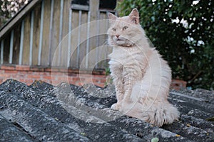 Cute red cat on tiled roof of old house