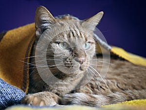 Cute red cat under a blanket looking away.