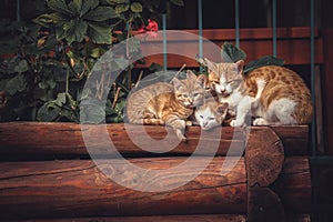 Cute red cats family together with kitten resting on wooden logs in rural countryside village in vintage rustic style