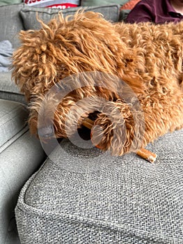 A cute red colored Cavapoo puppy eating a treat