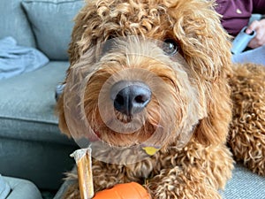 A cute red colored Cavapoo puppy eating a treat