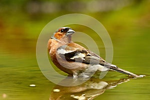Cute red crossbill bird with a blurred background