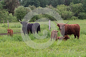 Cute red and dark Scottish Highland hairy cows standing in field with their calves staring shyly