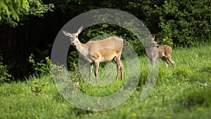 Cute red deer family with female and calf standing on green meadow