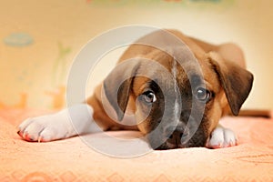 Cute red dog Laying in Bed on biege Sheets