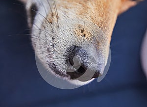 Cute red dog, nose close up Background