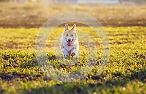 Cute red dog puppy Corgi runs merrily on green grass in spring Sunny Park funny sticking out his tongue and throwing up little