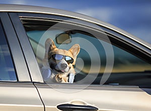 Cute red dog puppy Corgi stuck his face out the window of the car and smiles quite while traveling on the road
