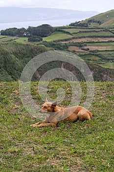 Cute red dog sleeps on green grass against the background of a picturesque landscape on the island of San Miguel, Portugal. Travel