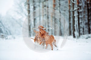 Cute red dog visla running and plaing in snow