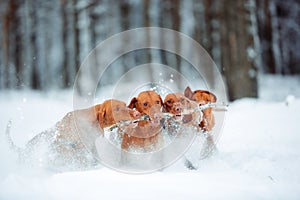 Cute red dog visla running and play with a stick in the snow