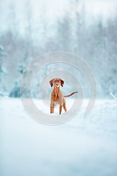 Cute red dog visla sitting in the snow, portrait