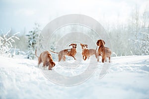 Cute red dog visla sitting in the snow, portrait