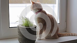 A cute red domestic cat that sits on the window and eats green sprouts of oat grass. Vegetarian food for cats with