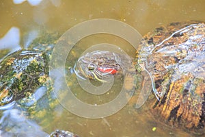 Cute red-eared slider (Trachemys scripta elegans), also known as