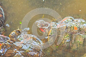 Cute red-eared slider (Trachemys scripta elegans), also known as