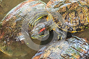 Cute red-eared slider (Trachemys scripta elegans), also known as