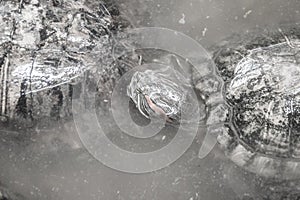 Cute red-eared slider (Trachemys scripta elegans), also known as