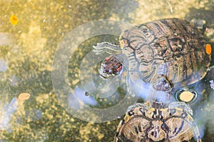 Cute red-eared slider (Trachemys scripta elegans), also known as the red-eared terrapin, red-eared slider turtle, red-eared turtle