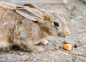 Cute red easter rabbit eating carrot outside
