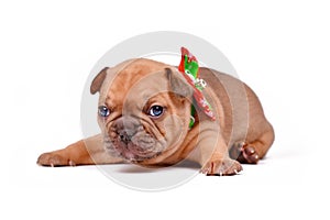 Cute red fawn colored 3 weeks old French Bulldog dog puppy on white background