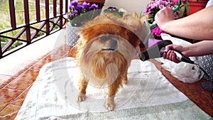 Cute red fluffy Pomeranian spitz dog combing at home on the balcony.