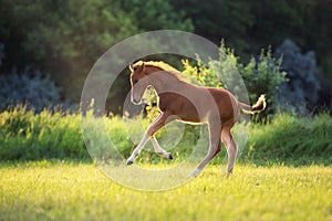 Cute red foal run gallop in sunlight