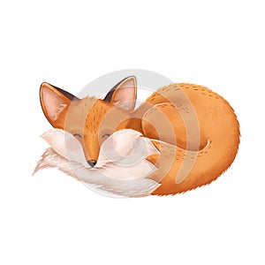 Cute red fox