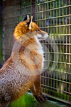 Cute red fox in the cage