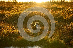 Cute red fox in a field, North Slope, Alaska photo