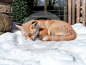 Cute red fox kit sleeping in the snow