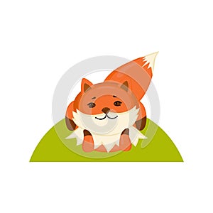 Cute red fox in lying posture