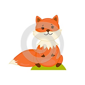 Cute red fox in sitting posture