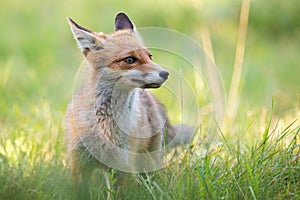 Cute red fox standing on green grass in summer with blurred background.