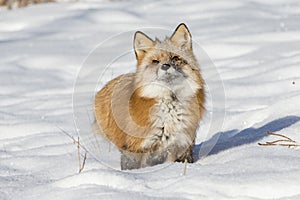 Cute red fox standing in the snow photo
