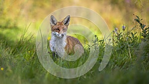 Cute red fox standing in tall green vegetation on meadow in summer at sunrise