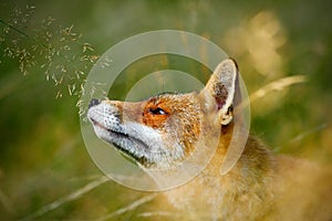 Cute Red Fox, Vulpes vulpes, animal at green forest with grass, in the nature habitat, detail portrait, Germany