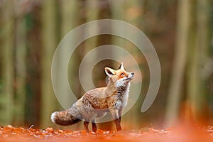 Cute Red Fox, Vulpes vulpes, fall forest. Beautiful animal in the nature habitat. Orange fox, detail portrait, Czech. Wildlife sce