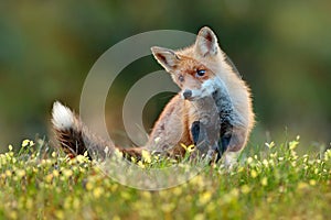 Cute Red Fox, Vulpes vulpes in fall forest. Beautiful animal in the nature habitat. Wildlife scene from the wild nature. Fox