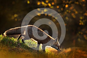 Cute Red Fox, Vulpes vulpes in fall forest. Beautiful animal in the nature habitat. Wildlife scene from the wild nature. Fox