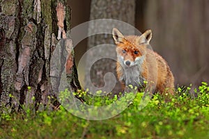 Cute Red Fox, Vulpes vulpes, at green forest photo