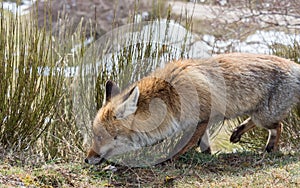 Cute red fox (Vulpes vulpes) tracking
