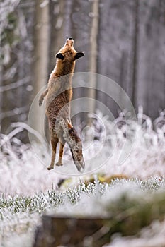 Cute red fox, Vulpes vulpes, in a winter landscape in a natural wilderness setting. Fox in the frozen grass