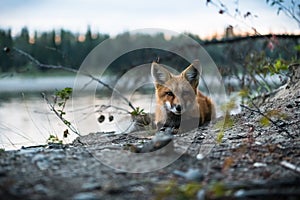 Cute red fox in Yukon