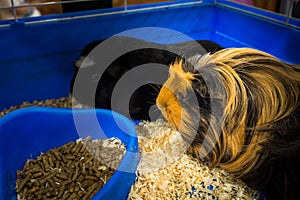A cute red guinea pig. Close up photo