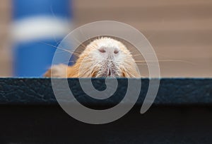 Cute red guinea pig nose