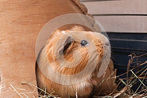 Cute red guinea pig in wooden house